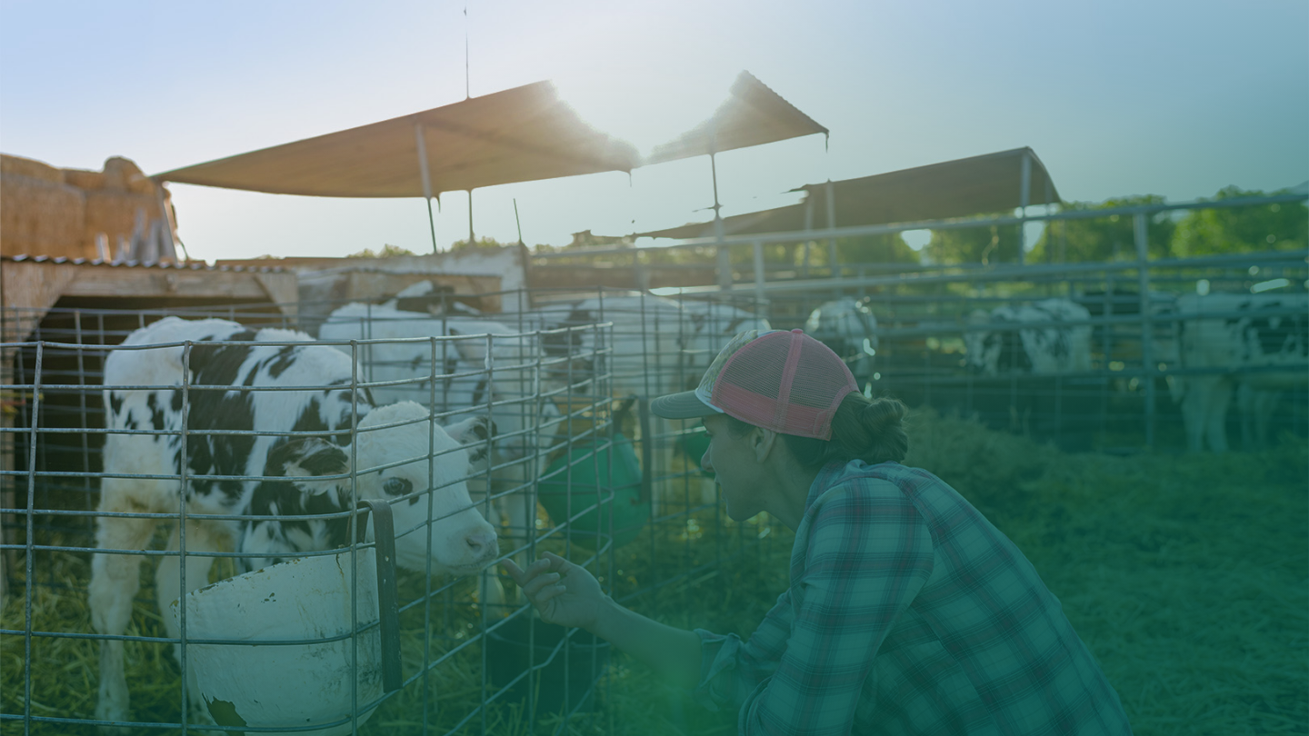 A young woman wearing a baseball cap interacting with a cow