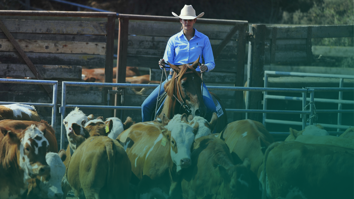 A woman riding her horse through a herd of cattle